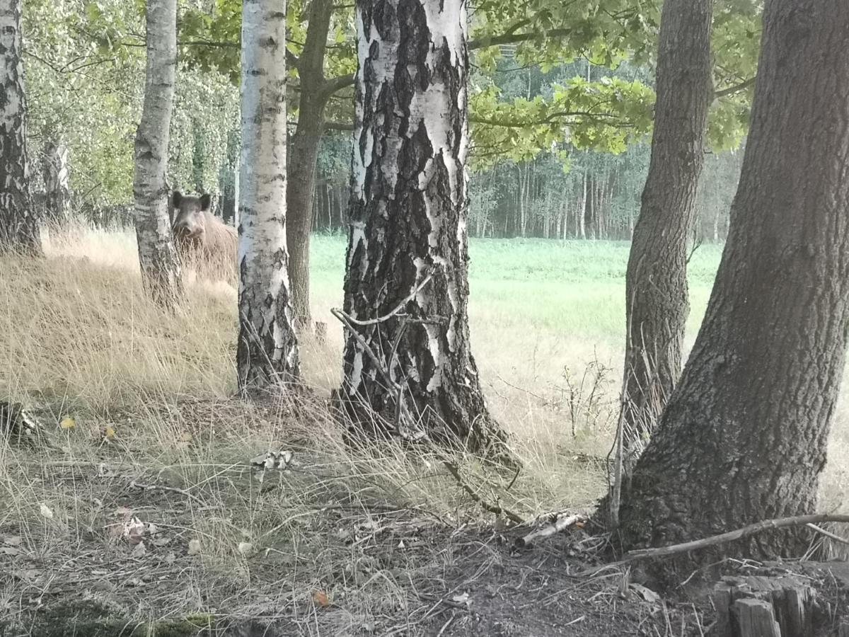 Agroturystyka Plener Miedzichowo Extérieur photo