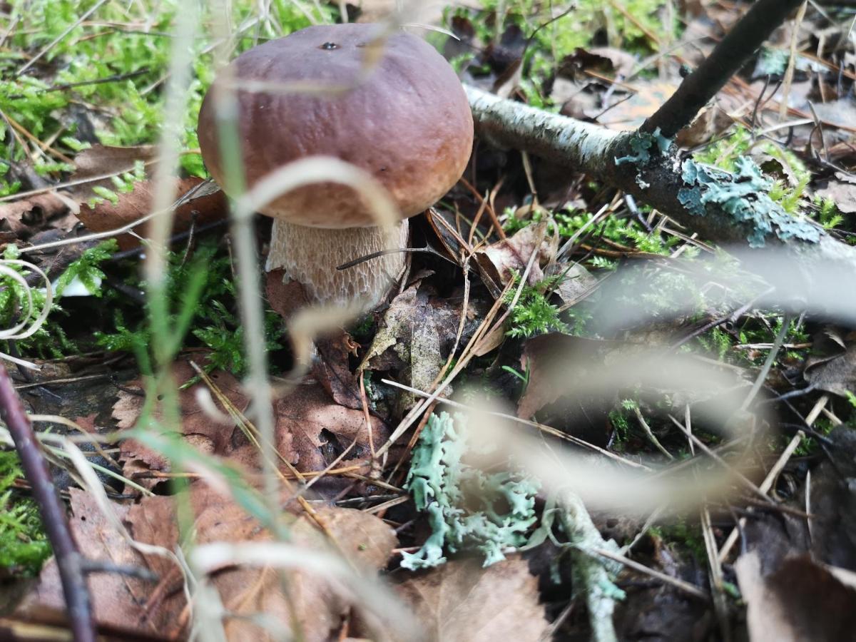 Agroturystyka Plener Miedzichowo Extérieur photo